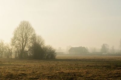 Trees on field against foggy weather