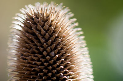 Close up of flower