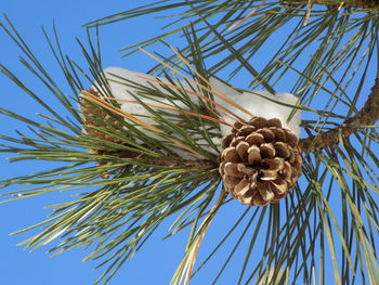 Low angle view of plants against clear sky
