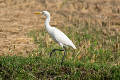 View of a bird on grass