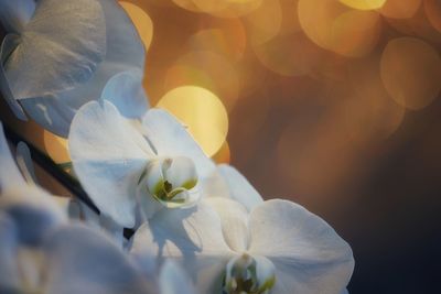 Close-up of white rose flower