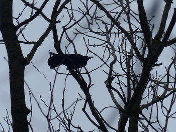 Low angle view of bird perching on branch