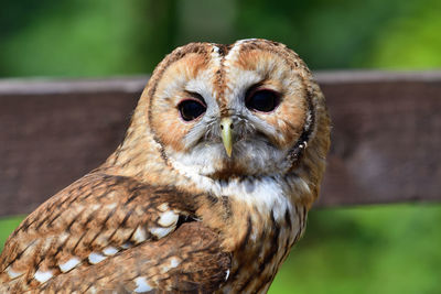 Close-up portrait of a tawny owl