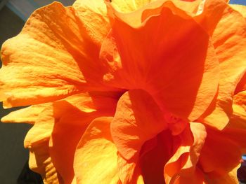 Close-up of orange day lily