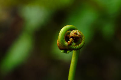 Close-up of fern