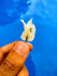 Close-up of hand holding flower against water