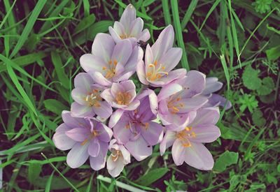 Close-up of flowers blooming outdoors