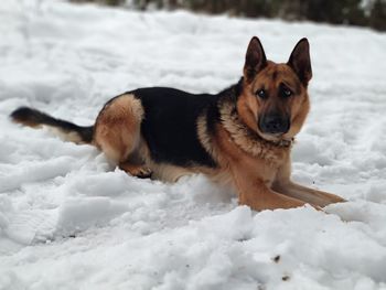 Portrait of dog on snow covered land