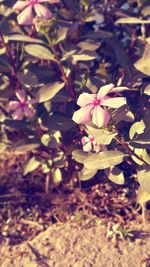 Close-up of flowering plant on field