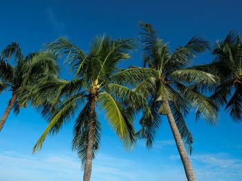 Low angle view of palm trees against blue sky