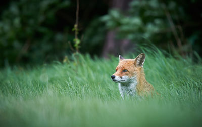 Side view of fox sitting on grassy field