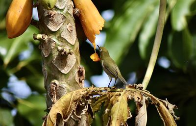 Close-up of bird perching on tree