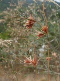 Close-up of thistle