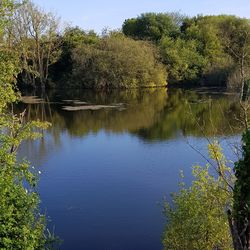 Scenic view of lake in forest