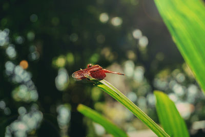 Close-up of insect on flower