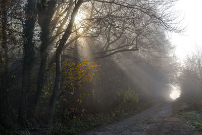 Trees in forest during winter