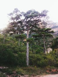 Low angle view of trees in forest