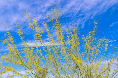 Low angle view of trees against blue sky