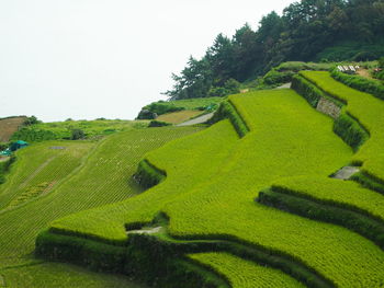 Scenic view of agricultural field against clear sky