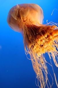 Close-up of jellyfish swimming in sea