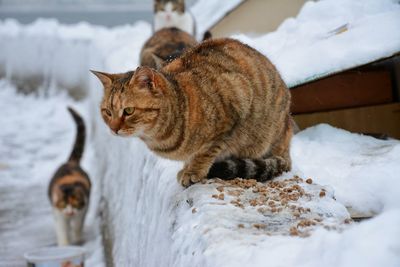 Cat sitting on snow during winter