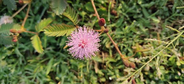 Close-up of purple flowering plant on field