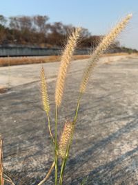 Close-up of crops on field