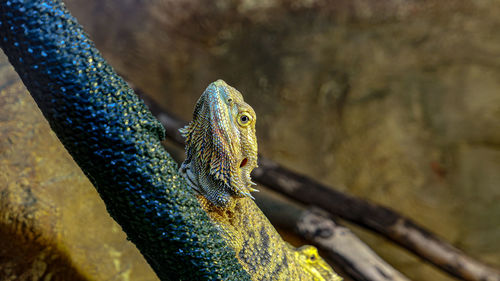 Lizard close up portrait in the zoo