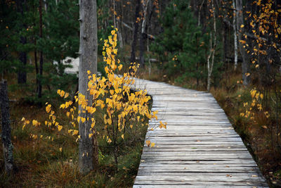 Narrow wooden walkway along plants in forest