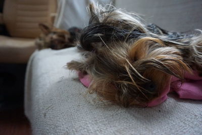 Close-up of dog sleeping at home