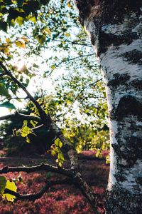 Low angle view of trees in forest