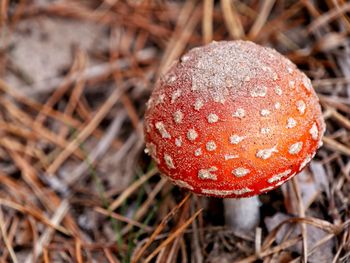 Close-up of mushroom growing in forest