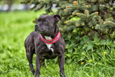 Black dog in a field