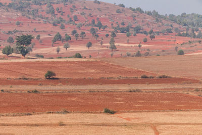 View of trees in a desert