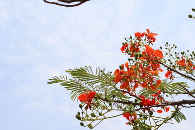 Low angle view of red flowering plant against sky