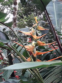 Close-up of flowering plants