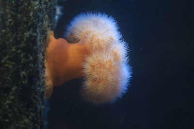 Close-up of sea anemone in aquarium