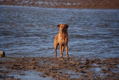 Dog standing on beach