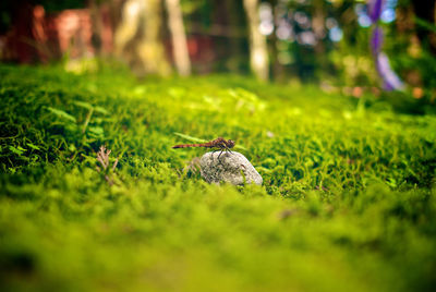 High angle view of bird on land