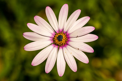 Close-up of pink flower