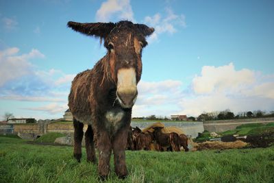 Low angle view of donkey on grassy field against cloudy sky