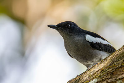 Close-up of bird perching on wood