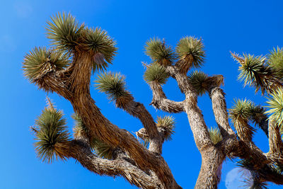 Low angle view of palm tree against blue sky