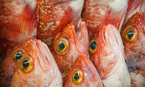 Close-up of fish
