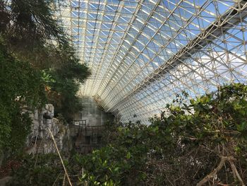 Plants growing in greenhouse