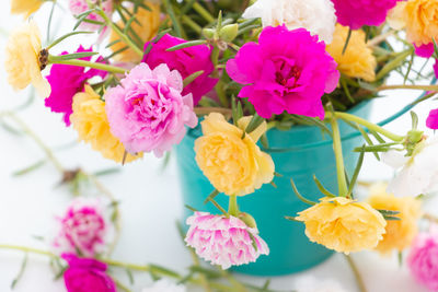 Close-up of pink flowering plant