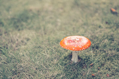 Close-up of fly agaric mushroom on field