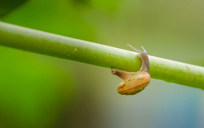 Close up of green plant