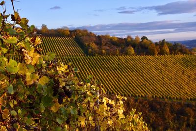 View of vineyard against sky