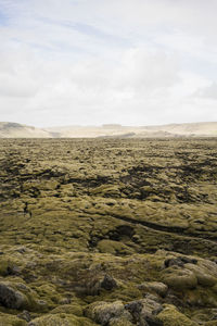 Moss covered lava rocks in eldrauhn, iceland